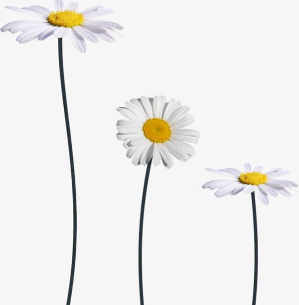 White Daisies PNG, Clipart, Daisies Clipart, Daisy, Decorative, Decorative Pattern, Flowers Free PNG Download