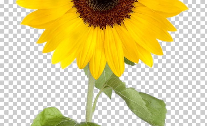 Common Sunflower Desktop PNG, Clipart, Annual Plant, Asterales, Background, Clip Art, Common Sunflower Free PNG Download