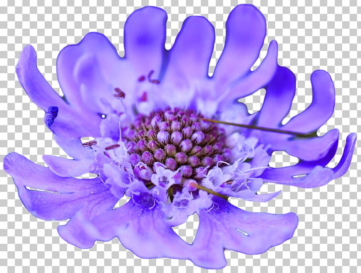 Flower Purple Violet Blue Lavender PNG, Clipart, 1800flowers, Aqua, Blue, Blue Flower, Bluegreen Free PNG Download