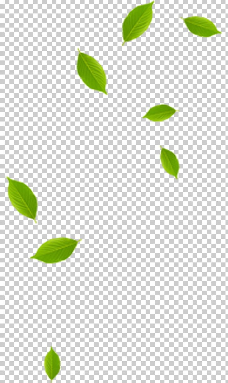 Leaf Green Pattern PNG, Clipart, Angle, Area, Autumn Leaf, Blade, Flower Free PNG Download