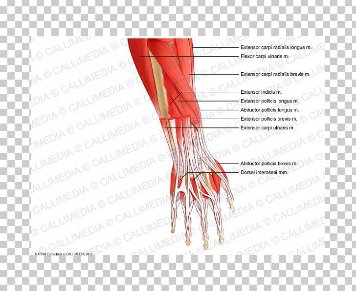 Thumb Forearm Muscle Anatomy Wrist PNG, Clipart, Abdomen, Anatomy, Arm, Blood Vessel, Elbow Free PNG Download