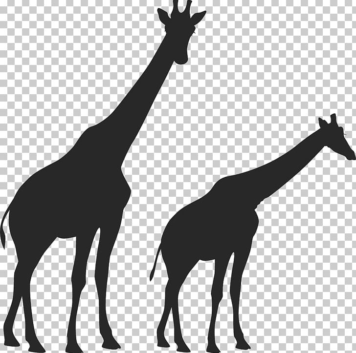 West African Giraffe Vertebrate Mustang Animal Mammal PNG, Clipart, Animal, Black And White, Fauna, Fun Stuff Holidays, Giraffe Free PNG Download
