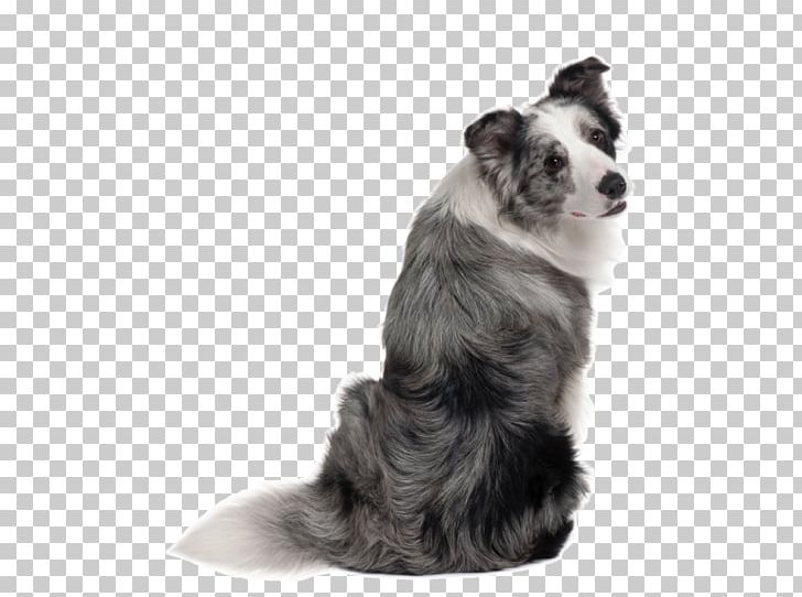 Border Collie Rough Collie Puppy Companion Dog PNG, Clipart, Animals, Blue Merle, Border, Border Collie, Breed Free PNG Download