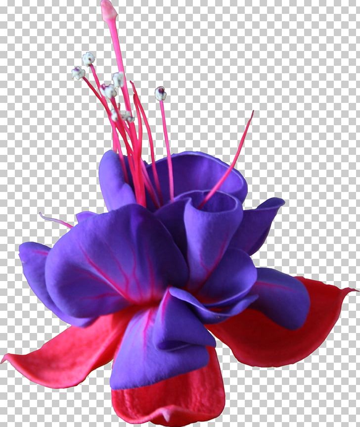 Flower Magenta Purple Fuchsia Violet PNG, Clipart, 3d Computer Graphics, Blue, Cut Flowers, Flower, Flowering Plant Free PNG Download