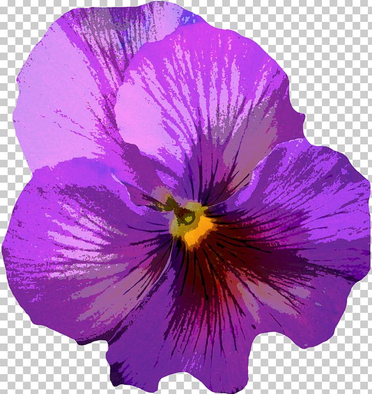 Pansy Violet Flower Purple Yellow PNG, Clipart, Annual Plant, Blue, Color, Edible Flower, Flower Free PNG Download