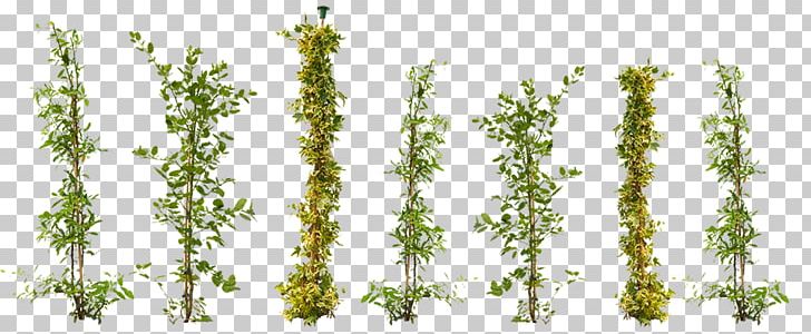 Vine Plant Ivy Tree Garden PNG, Clipart, Branch, Climber, Climbing, Devils Ivy, Flora Free PNG Download