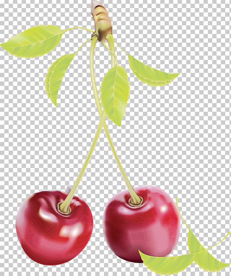 Cherry Plant Fruit Tree Leaf PNG, Clipart, Cherry, Flower, Food, Fruit, Leaf Free PNG Download
