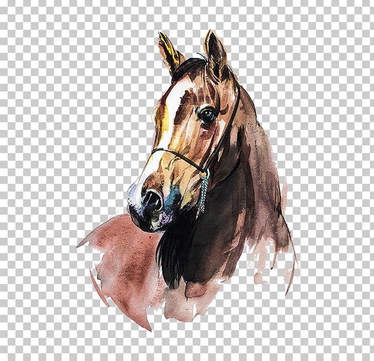 Arabian Horse Watercolor Painting Art PNG, Clipart, Artist, Bridle, Canvas, Drawing, Halter Free PNG Download