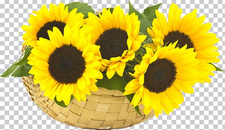 Common Sunflower Stock Photography PNG, Clipart, Basket, Common Sunflower, Cut Flowers, Daisy Family, Floral Design Free PNG Download