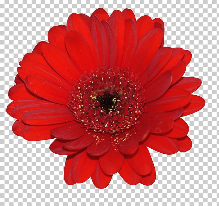 Flower Transvaal Daisy PNG, Clipart, Anemone, Asterales, Chamomile, Chrysanths, Cut Flowers Free PNG Download