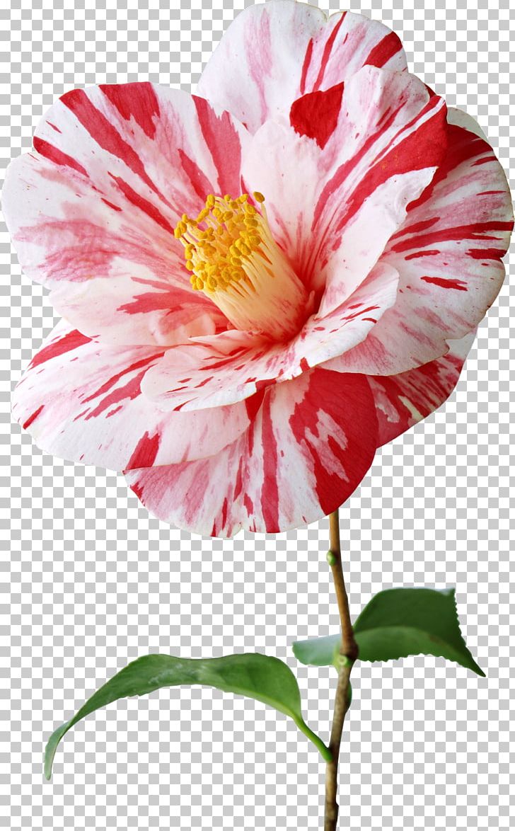 Japanese Camellia Flower STV PNG, Clipart, Annual Plant, Camellia, China Rose, Flower, Flowering Plant Free PNG Download