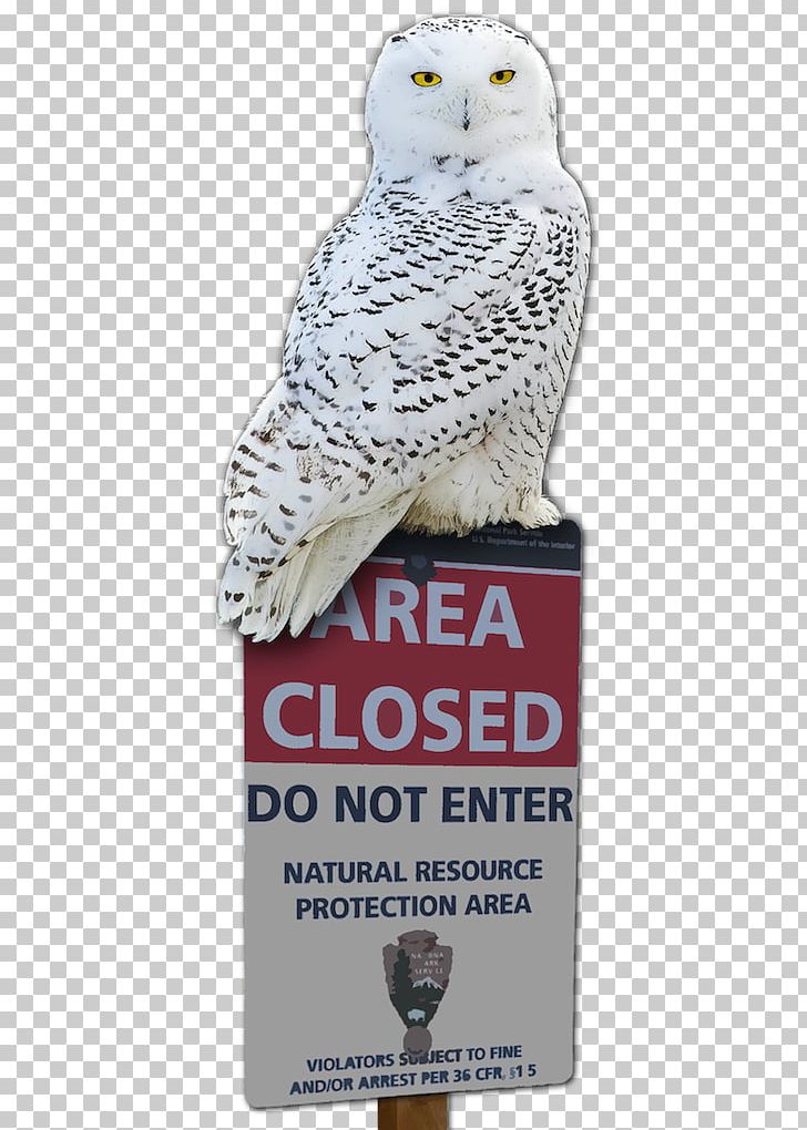 Owl Advertising Beak PNG, Clipart, Advertising, Animals, Beak, Bird, Bird Of Prey Free PNG Download
