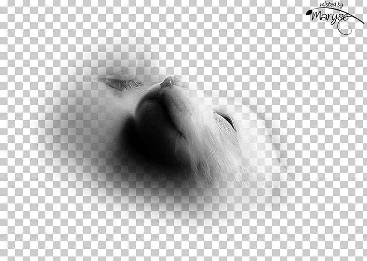 Dog Puppy Whiskers Snout Canidae PNG, Clipart, Animal, Animals, Black And White, Canidae, Carnivora Free PNG Download