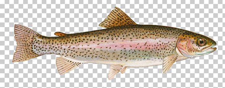 Rainbow Trout Largemouth Bass Cutthroat Trout Fly Fishing PNG, Clipart, Animal Figure, Bass, Bony Fish, Brook Trout, Brown Trout Free PNG Download