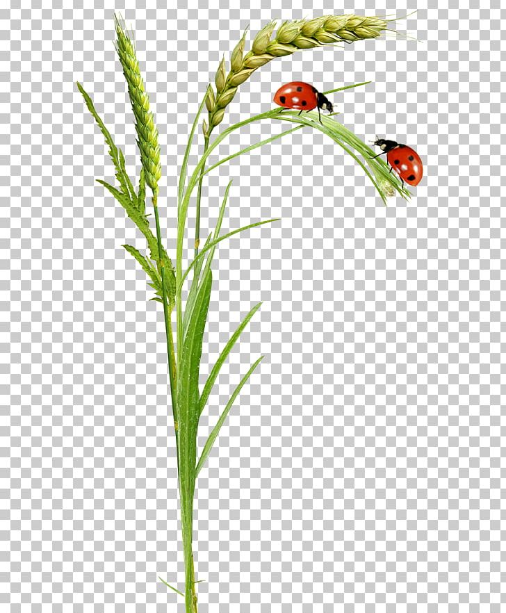 Flower Adrien Agreste PNG, Clipart, Adrien Agreste, Cdr, Chamomile, Commodity, Download Free PNG Download