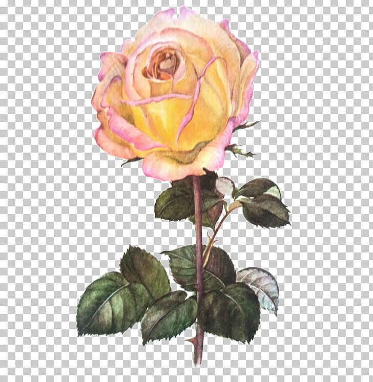 Garden Roses Cabbage Rose Flower Petal PNG, Clipart, Botanical Illustration, Botany, Cut Flowers, Floral Design, Floribunda Free PNG Download