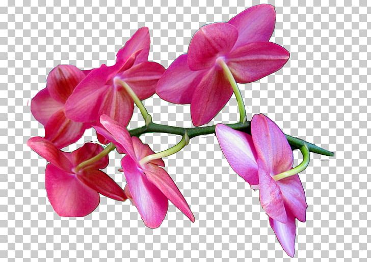 Moth Orchids Cut Flowers Plant Stem Petal Pink M PNG, Clipart, Between, Cut Flowers, Difference, Flora, Flower Free PNG Download