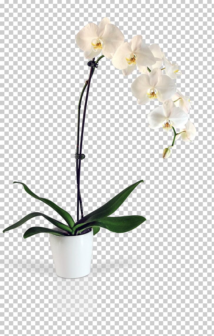 Moth Orchids Kinds Of Flowers Cut Flowers PNG, Clipart, Artificial Flower, Blooming Lilies, Cut Flowers, Dahlia, Floral Design Free PNG Download