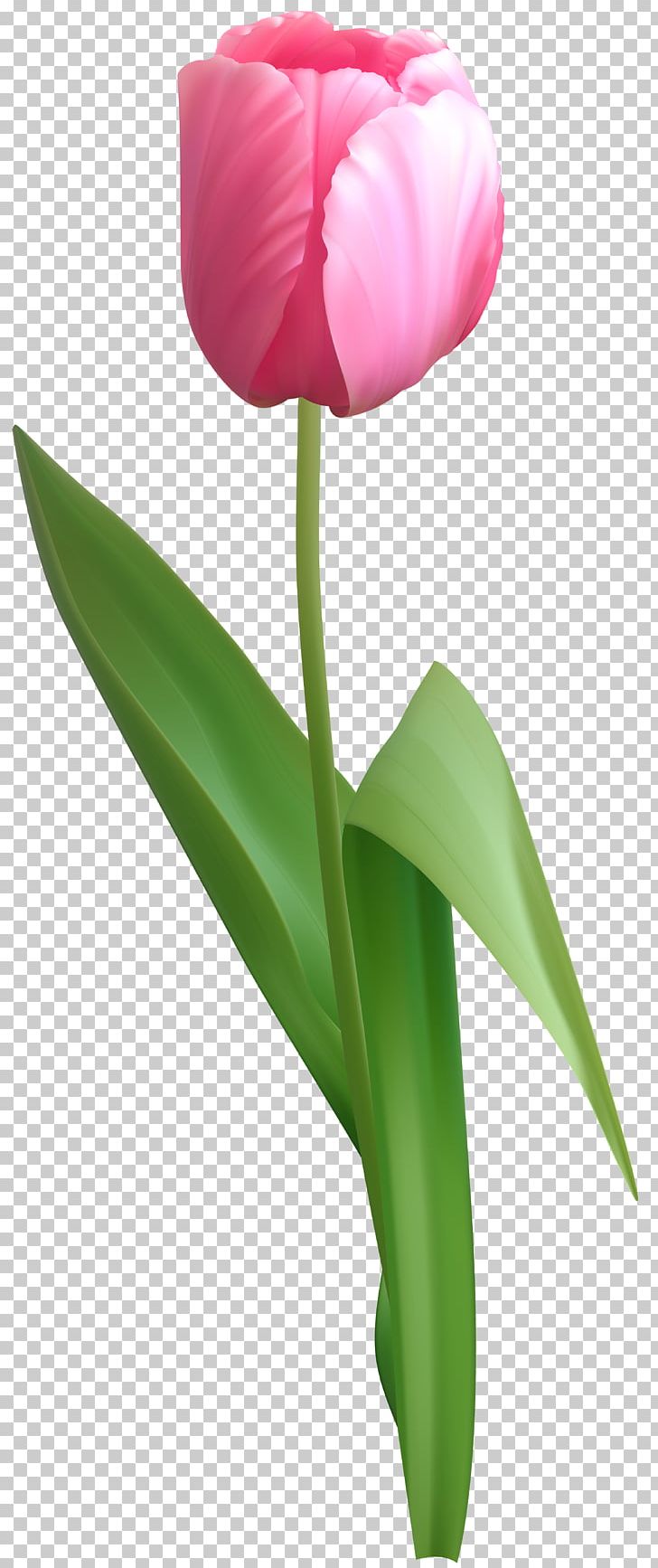 Tulip PNG, Clipart, Clip Art, Clipart, Computer Icons, Desktop Wallpaper, Flower Free PNG Download