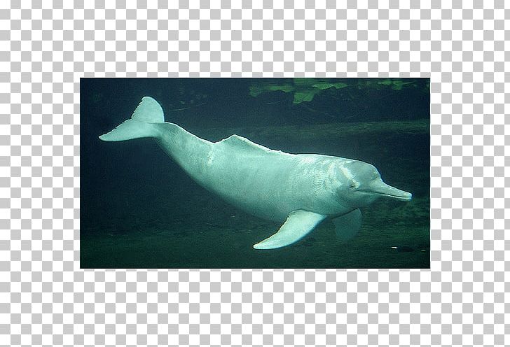 Amazon River Dolphin Amazon River Dolphin Porpoise PNG, Clipart, Angelfish, Animal, Animals, Aquarium, Fauna Free PNG Download
