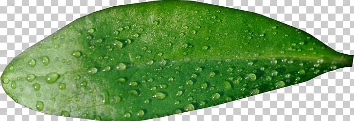 Leaf Water Lossless Compression PNG, Clipart, Background Green, Data, Data Compression, Designer, Download Free PNG Download