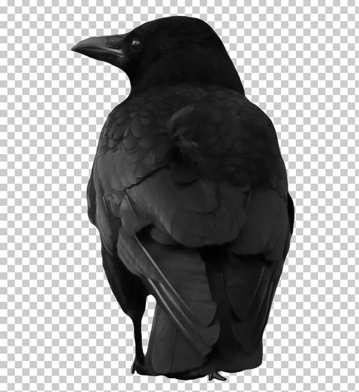 Portable Network Graphics American Crow Graphics PNG, Clipart, American Crow, Art, Beak, Bird, Black And White Free PNG Download