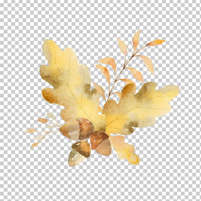 Yellow Leaf Plant Branch Flower PNG, Clipart, Branch, Flower, Leaf, Petal, Plant Free PNG Download