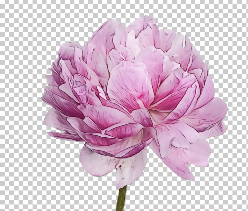 Flower Pink Petal Plant Cut Flowers PNG, Clipart, Chinese Peony, Cut Flowers, Flower, Flowers, Paint Free PNG Download