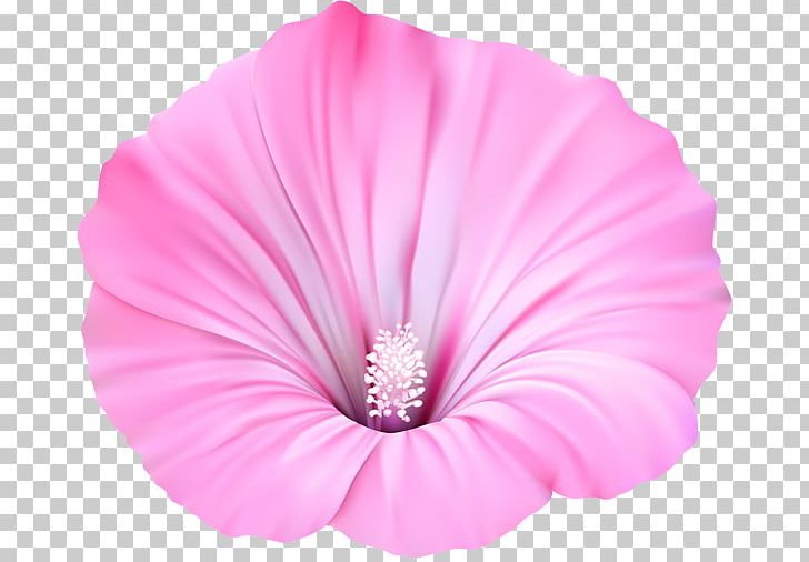 Pink Flowers Violet Purple PNG, Clipart, Blue, Blume, Flower, Flowering Plant, Herbaceous Plant Free PNG Download