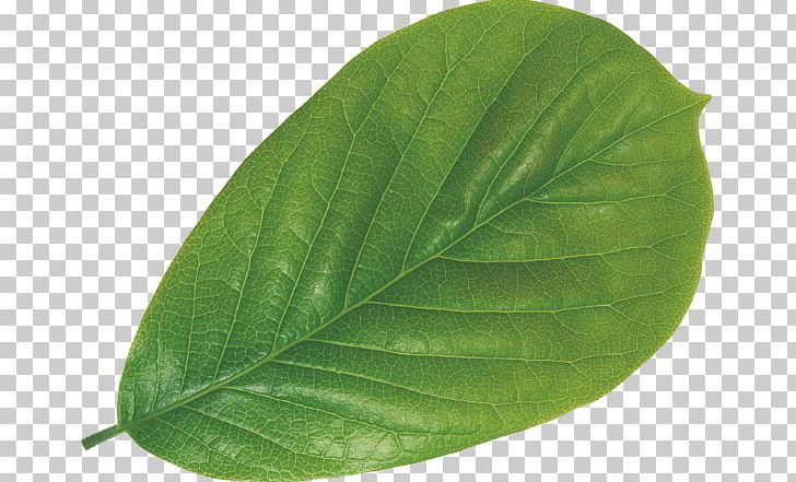Leaf Poster Moutan Peony Plant Magnolia Denudata PNG, Clipart, Advertising, Autumn Leaves, Banana Leaves, Download, Fall Leaves Free PNG Download