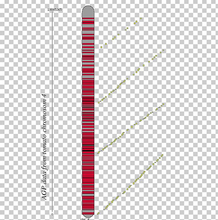 Line Angle Chromosome 4 Font PNG, Clipart, Angle, Art, Biology, Chromosome, Chromosome 4 Free PNG Download