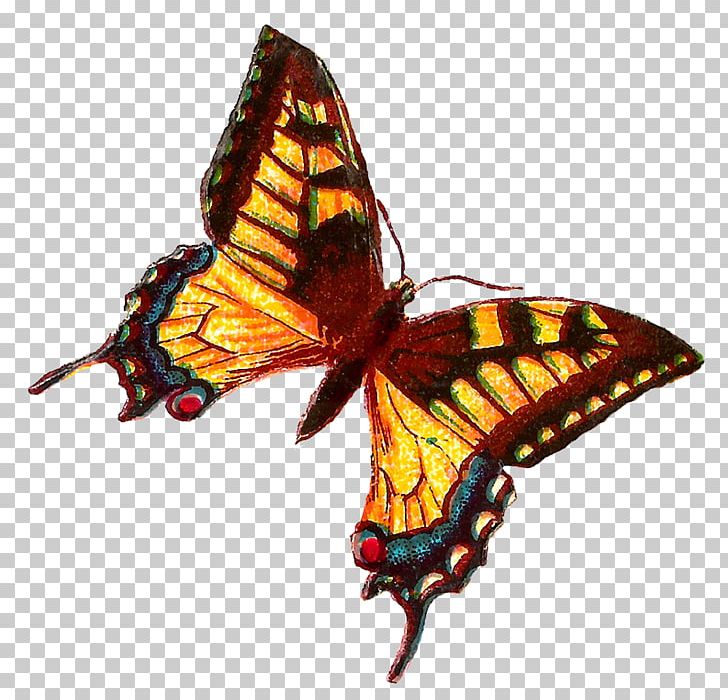 Monarch Butterfly Insect Brush-footed Butterflies PNG, Clipart, Arthropod, Brush Footed Butterfly, Butterfly, Essex Skipper, Insect Free PNG Download