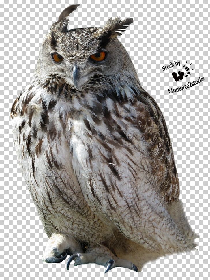 Owl PNG, Clipart, Animalphotography, Animals, Bbcode, Beak, Bird Free PNG Download