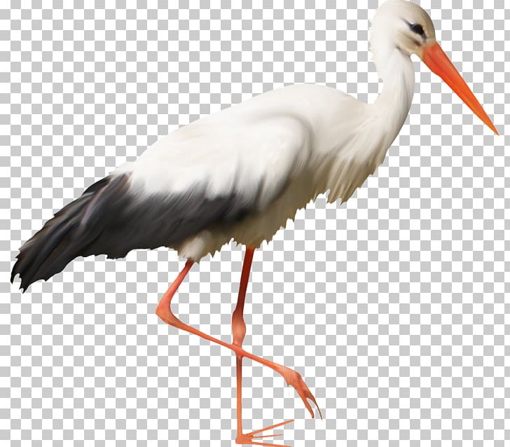 White Stork Bird Beak Feather Wader PNG, Clipart, Animals, Beak, Bird, Brasserie Saintgermain, Ciconiiformes Free PNG Download