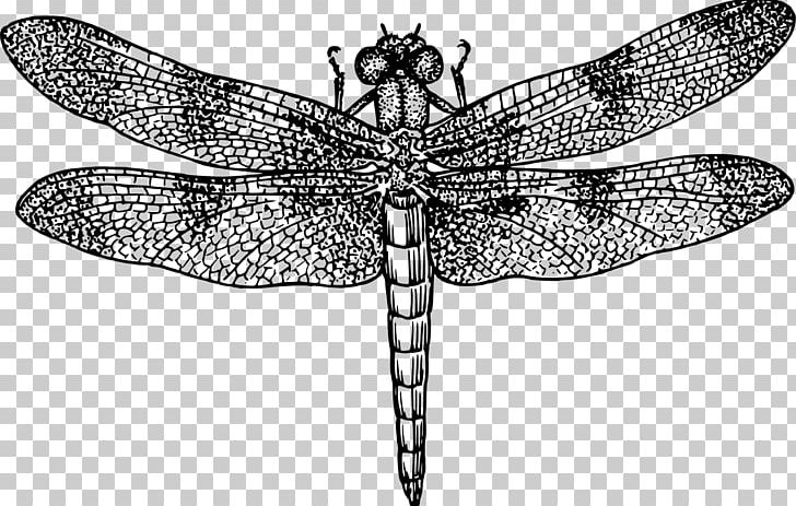 A Dragonfly? Insect Drawing PNG, Clipart, Animal, Arthropod, Black And White, Blue, Color Free PNG Download