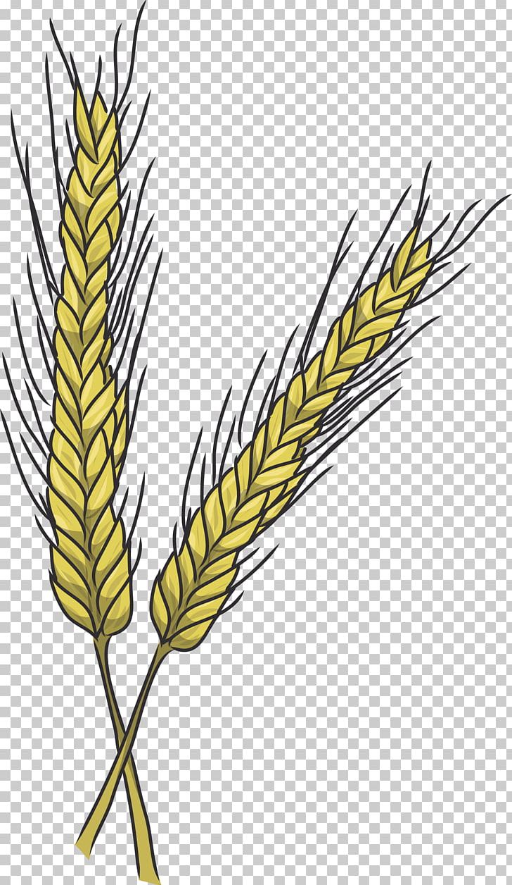 Cereal Emmer Einkorn Wheat Triticale Food Grain PNG, Clipart, Cereal, Cereal Germ, Commodity, Common Wheat, Drawing Free PNG Download