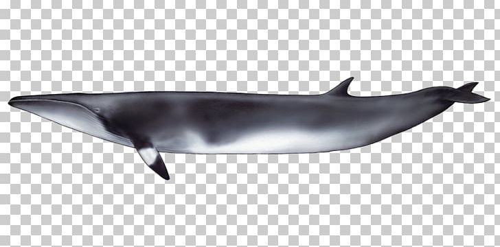Common Bottlenose Dolphin Short-beaked Common Dolphin Tucuxi Rough-toothed Dolphin Spinner Dolphin PNG, Clipart, Bottlenose Dolphin, Cetacea, Fauna, Fin, Longbeaked Common Dolphin Free PNG Download