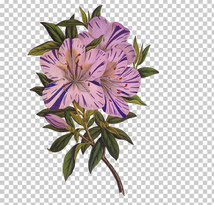 Flower Drawing Azalea Photography PNG, Clipart, Abstract Flowers, Annual Plant, Azalea, Banco De Imagens, Cut Flowers Free PNG Download