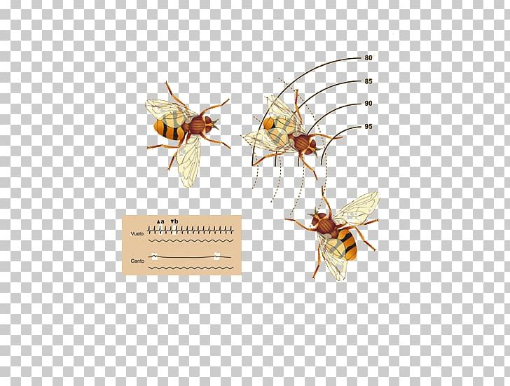 Insect Pollinator Pest Membrane PNG, Clipart, Arthropod, Biological Medicine Advertisement, Insect, Invertebrate, Membrane Free PNG Download