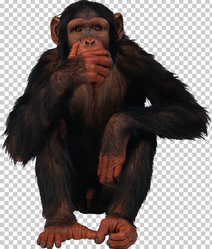 Primate Monkey Common Chimpanzee PNG, Clipart, 3d Computer Graphics, Animal, Animals, Chimpanzee, Common Chimpanzee Free PNG Download
