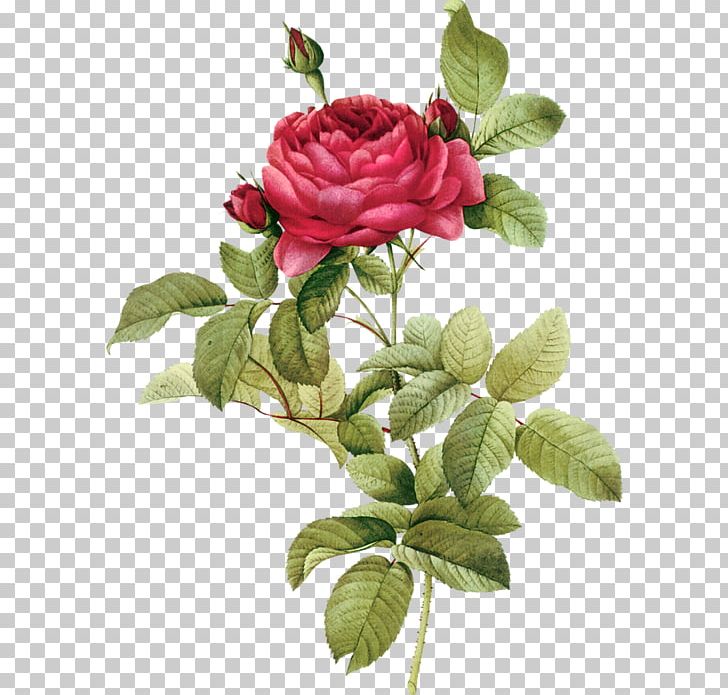 Rose Printing PNG, Clipart, Art, Botanical Illustration, Cut Flowers, Digital Image, Floribunda Free PNG Download