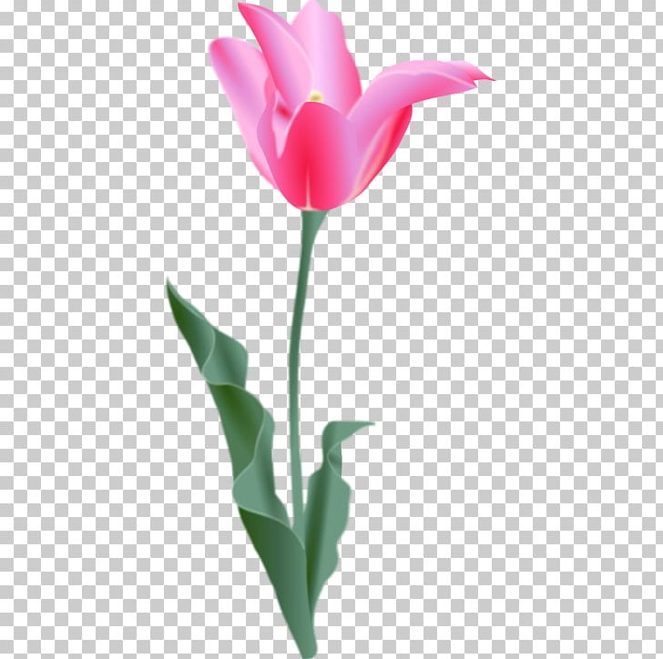 Tulip PNG, Clipart, Bud, Cut Flowers, Download, Drawing, Flower Free PNG Download