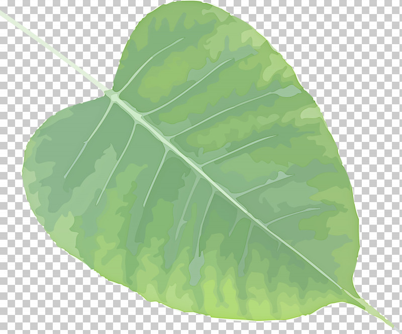 Bodhi Leaf Bodhi Day Bodhi PNG, Clipart, Anthurium, Bodhi, Bodhi Day, Bodhi Leaf, Flower Free PNG Download