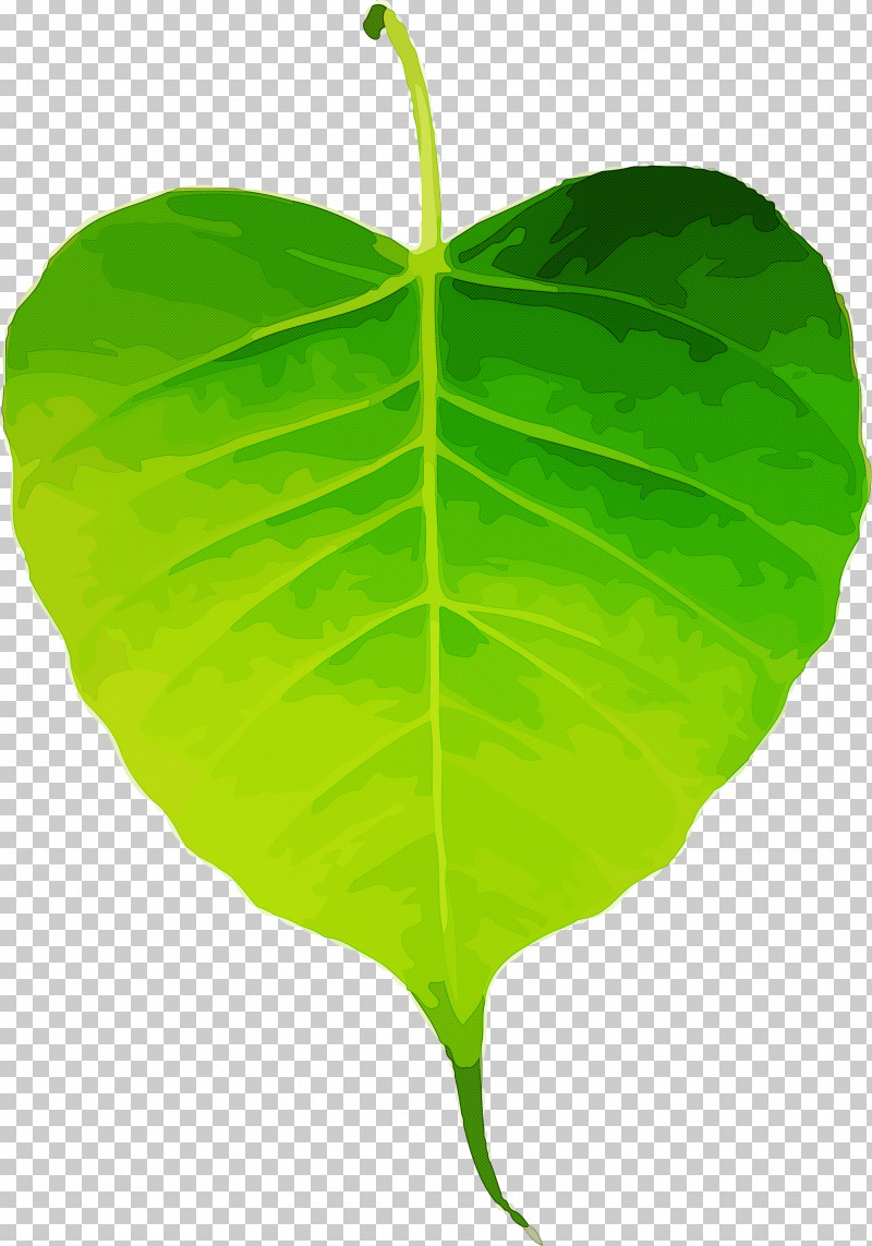 Bodhi Leaf Bodhi Day Bodhi PNG, Clipart, Alismatales, Anthurium, Arum Family, Bodhi, Bodhi Day Free PNG Download