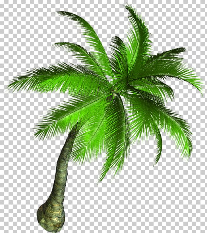 Asian Palmyra Palm Coconut Tree PNG, Clipart, Arecales, Asian Palmyra Palm, Autumn Tree, Borassus Flabellifer, Branch Free PNG Download