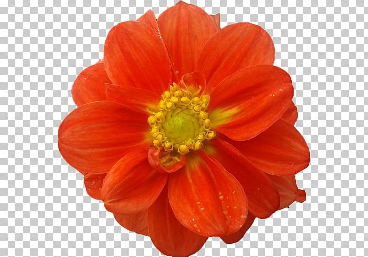Dahlia Cut Flowers Raster Graphics PNG, Clipart, Aster, Cosmos Sulphureus, Cut Flowers, Dahlia, Daisy Family Free PNG Download