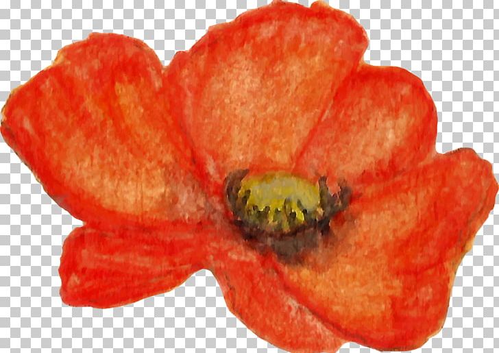 Flowering Plant Petal The Poppy Family PNG, Clipart, Coquelicot, Flower, Flowering Plant, Nature, Orange Free PNG Download