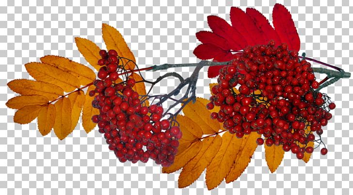 Autumn Nalewka PNG, Clipart, Abscission, Auglis, Autumn, Berry, Digital Image Free PNG Download