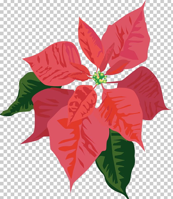 Christmas Poinsettia Open Free Content PNG, Clipart, Christmas Day, Flora, Flower, Flowering Plant, Joulukukka Free PNG Download