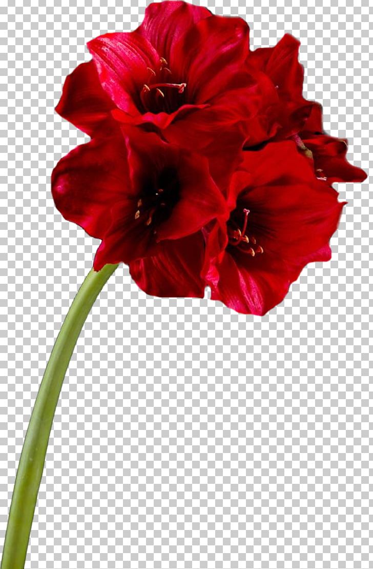 Cut Flowers Plant Stem Painting Blume PNG, Clipart, Amaryllis Belladonna, Amaryllis Family, Blume, Carnation, Cicek Free PNG Download